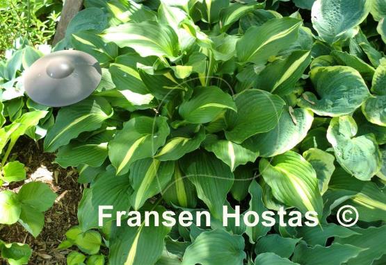 Hosta Lakeside Dividing Line